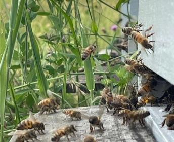 Récolte miel par les 3èmes Prépa-métiers 02