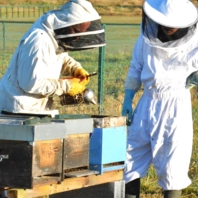 Ruches au Lycée Notre-Dame_02 Ruches au Lycée Notre-Dame_02